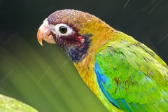 a Brown hooded parrot c