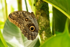 b Butterfly_Owl butterfly