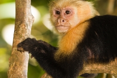 c Capuniner monkey b