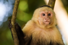 c Capuziner monkey a