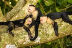 c Capuziner monkey