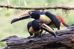 a Collared aracari g