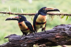 a Collared aracari h