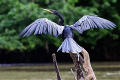 a Cormorant