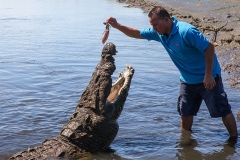 d Crocodile c