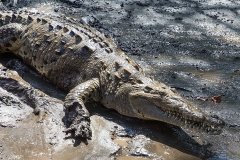 d Crocodile