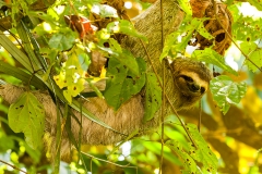 c Dreizehen Faultier a