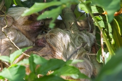 c Dreizehen Faultier b