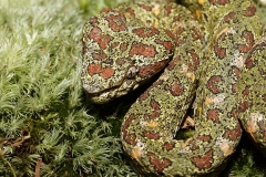 e Eyelash viper c
