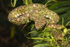 e Eyelash viper b