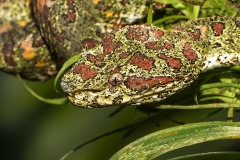 e Eyelash viper