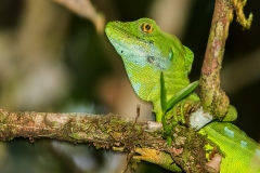 f Green basilisk a