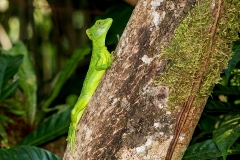 f Green basilisk