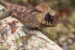 f Hauben-Basilisk