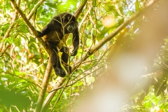 c Howler monkey