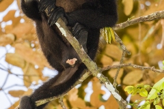 c Howler monkey b