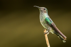 b2 Humming bird