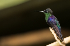 b6 Hummingbird Crowned woodnymph