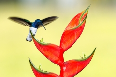 b1 Hummingbird a