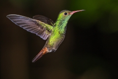 b3 Hummingbird b