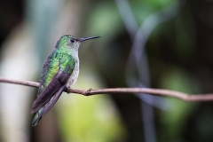 b5 Hummingbird bronze tailed plumeleteer
