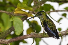 b4 Hummingbird c