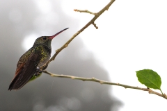 b8 Hummingbird d