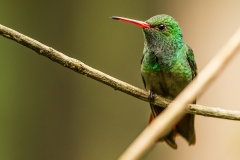 b9 Hummingbird rufous tailed