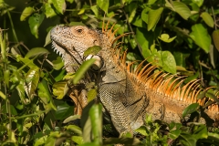 f Leguan