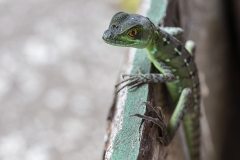 f Lizard a
