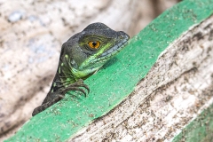f Lizard b
