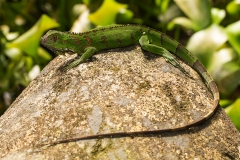 f Lizard