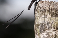 d Long tailed tyrant b