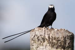 d Long tailed tyrant