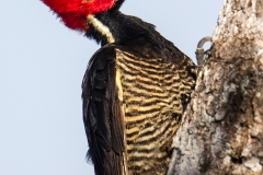 a Pale billed woodpecker a