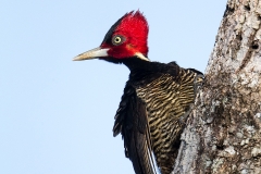 a Pale billed woodpecker d