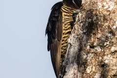 a Pale billed woodpecker
