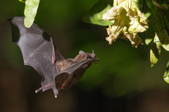g Pygmy fruit eating bat a