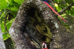 a Scarlet macaw a
