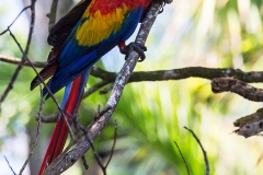 a Scarlet macaw d