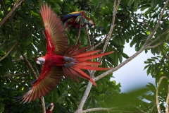 a Scarlet macaw e