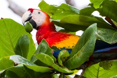 a Scarlet macaw i