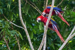 a Scarlet macaw