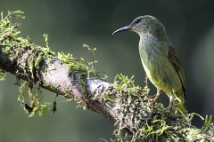 a Shining honeycreeper female