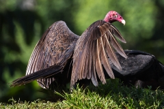 a Turkey volture b