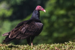 a Turkey volture