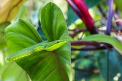 e Vine snake e