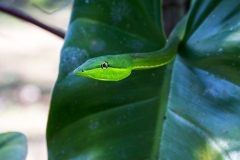 e Vine snake f