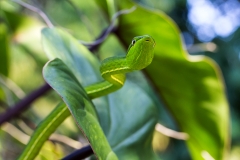 e Vine snake g