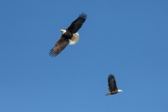 5n HP-Bald-Eagle_1DX4110